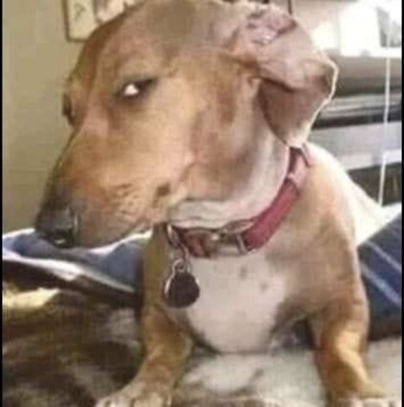 Meet your Posher, Nick - Picture 1 of 1